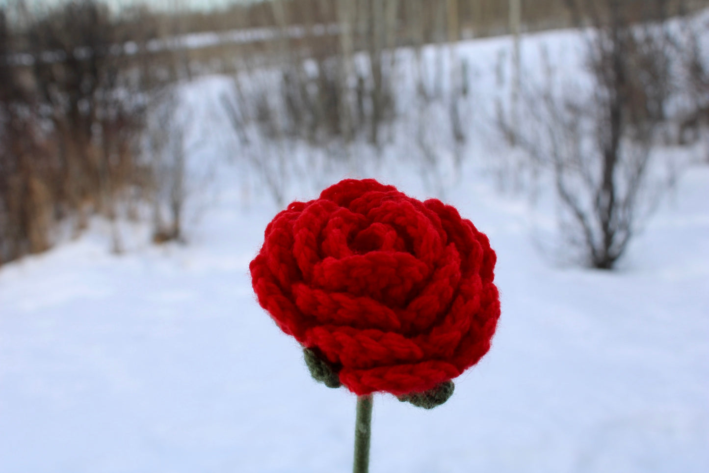 Red Rose