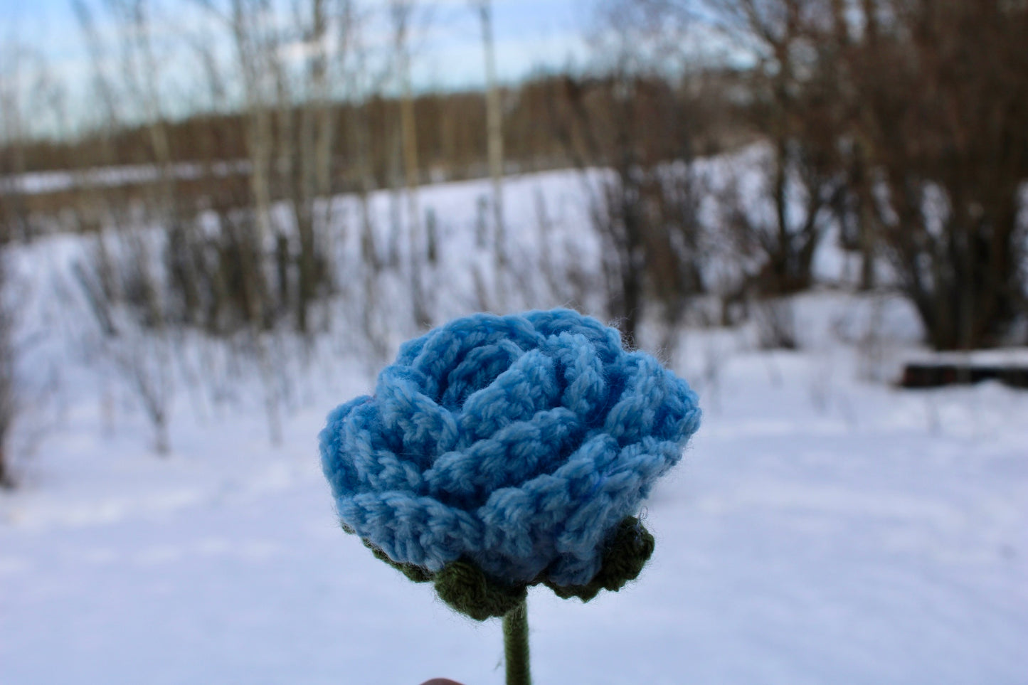 Blue rose
