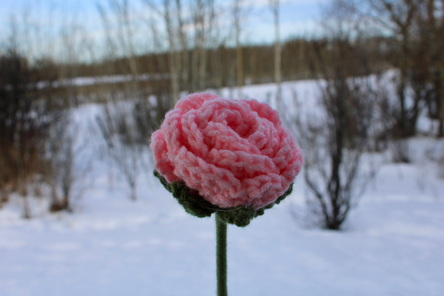 Light Pink Rose