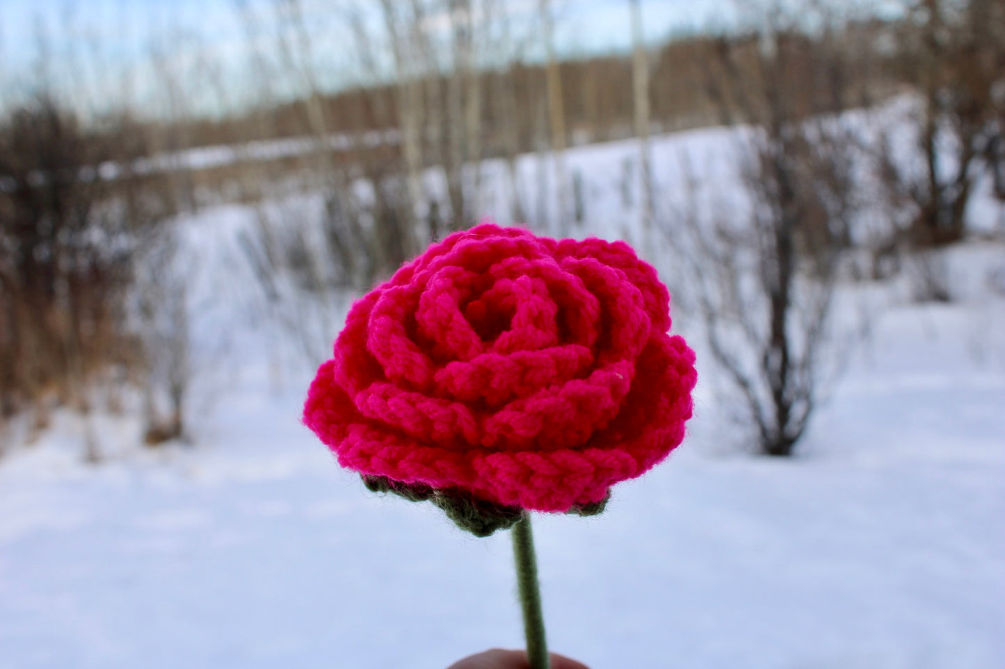 Hot Pink Rose