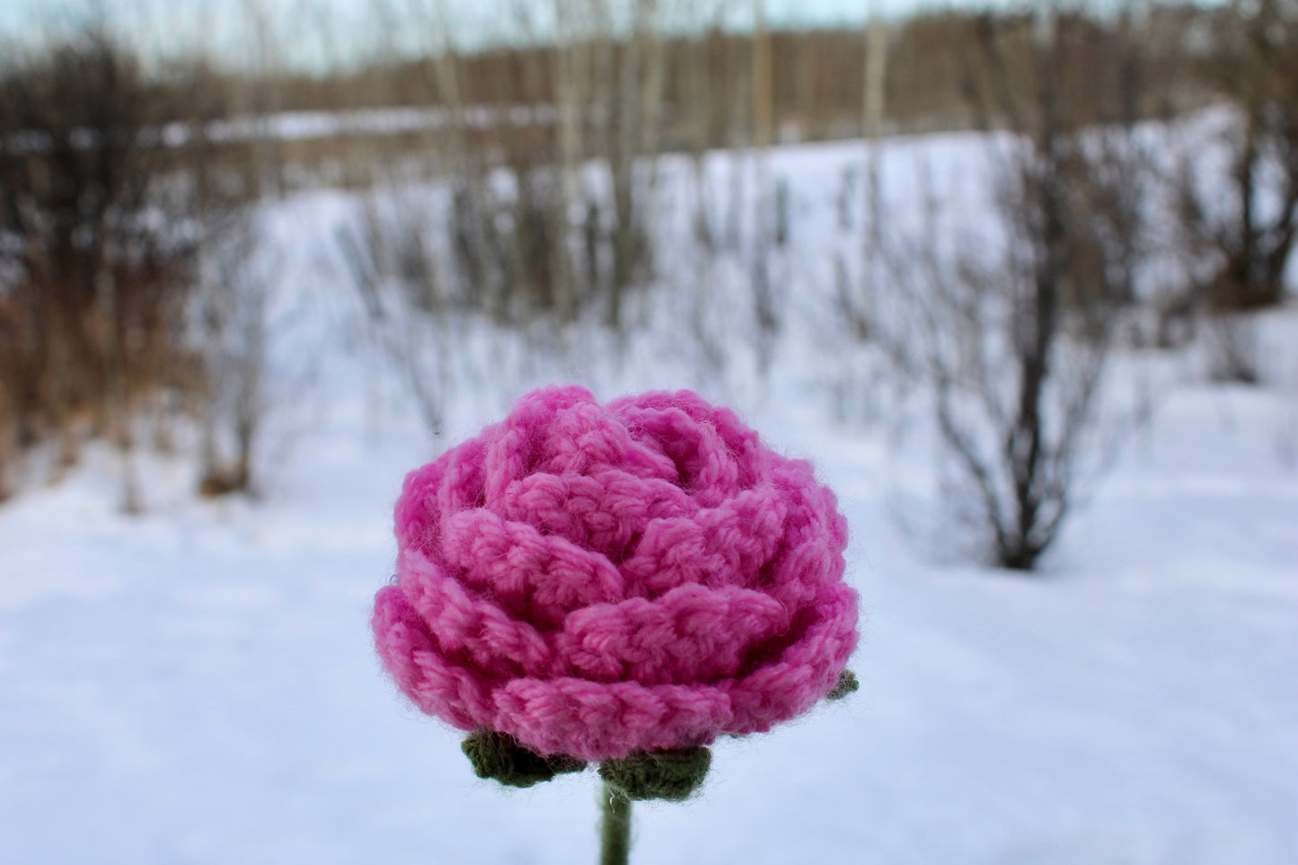 Pink Rose